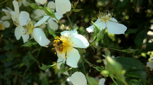 Bee On White Wild Rose Flowers