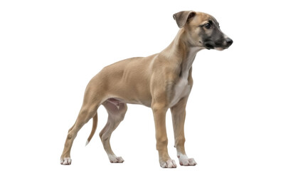 Isolated Whippet puppy standing and looking right in studio, muscular, elegant and agile