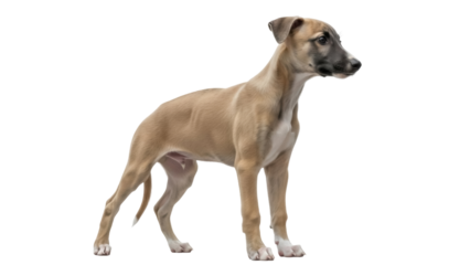 Isolated Whippet puppy standing and looking right in studio, muscular, elegant and agile