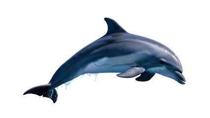 Obraz premium Isolated Dolphin Leaping, Graceful Marine Mammal Jumping in the Sea, Oceanic, Animal