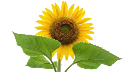 Obraz premium Isolated sunflower head with green leaves, bright yellow petals, and brown center disk