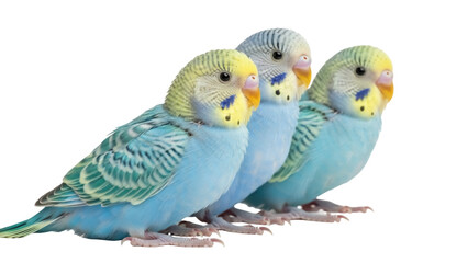 Isolated colorful parakeets facing forward, tropical pet birds from exotic aviary on display