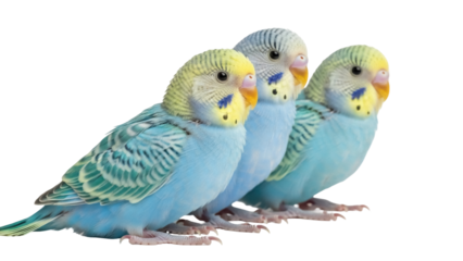 Isolated colorful parakeets facing forward, tropical pet birds from exotic aviary on display