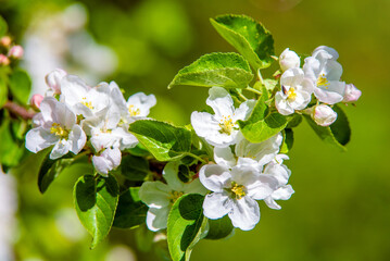 appletree blossom branch in the garden in spring