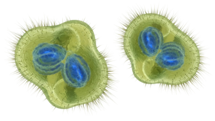 Isolated Parasitic Protozoan Cysts causing Giardiasis Lamblia infection intestinal illness