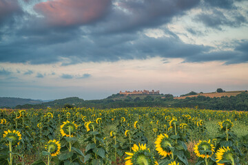 Obraz premium Tuscan landscape featuring sunflower field and walled town of Monteriggioni at sunset