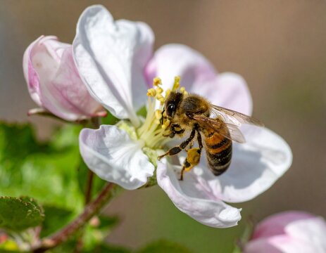 Bee pollinating a flower in summer