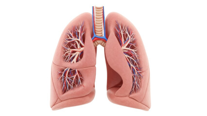 Isolated, human lungs anatomy, respiratory system, pulmonary alveoli, oxygen medical concept