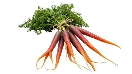 Isolated colorful purple-orange heirloom carrots with lush green tops tied with twine, fresh harvest