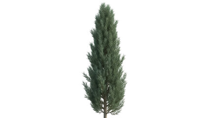 Isolated evergreen Italian cypress tree against a clean backdrop, a green nature plant item © Maria