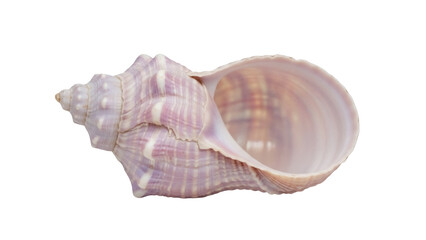 Isolated sea shell showing light purple, violet and pink colors with smooth interior textures