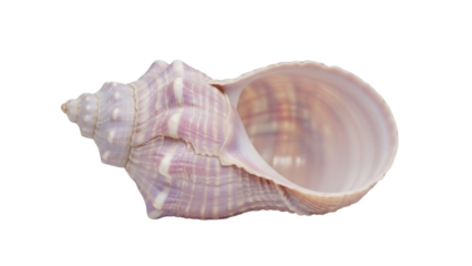 Isolated sea shell showing light purple, violet and pink colors with smooth interior textures