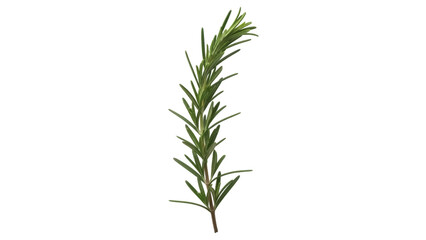 Isolated Rosemary twig, close-up of fresh cooking ingredient and flavorful garnish plant