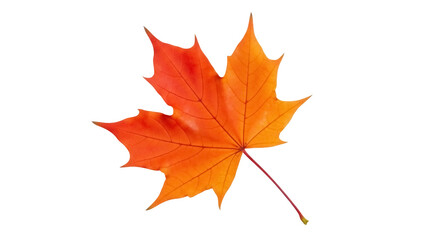 Isolated autumn maple leaf with vibrant colors on seamless backdrop, fall foliage theme