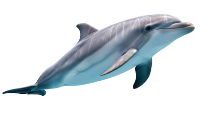 Isolated bottlenose dolphin gracefully swimming, marine mammal, aquatic species, marine life