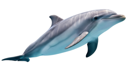 Isolated bottlenose dolphin gracefully swimming, marine mammal, aquatic species, marine life