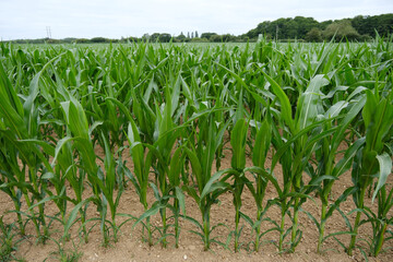 Young Green Maize Plants Growing in a Field on a Farm in the English Countryside