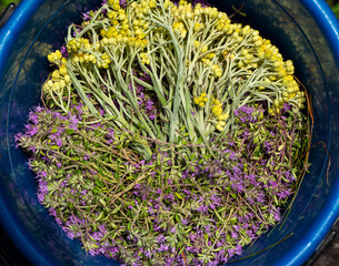 Medicinal plants thyme and immortelle collected in a bucket.
Thymus serpyllum L. used to strengthen the immune system and prevent and treat respiratory diseases. Helichrysum is a choleretic agent.