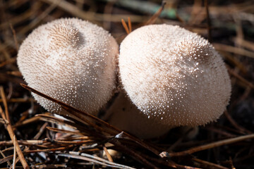 The prickly puffball mushroom, or pearl puffball. Lycoperdon perlatum.