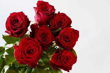 Obraz premium Red Roses on White Background