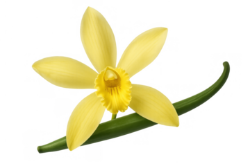 Vanilla orchid flower bloom and aromatic spice pod, natural yellow bloom with green bean, transparent background