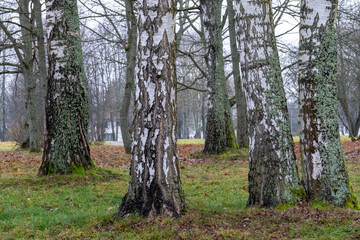 Fototapeta premium Birch Tree Trunks with Moss and Lichen in Late Autumn Park Landscape