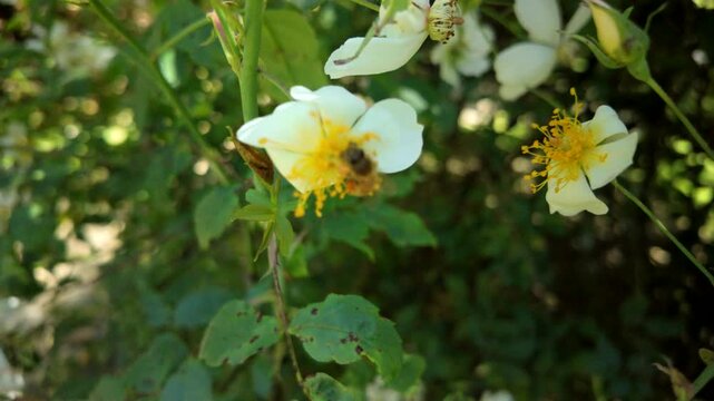 Honey bee on white wild rose flower