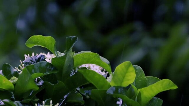 Rain falling on white ixora flowers and green leaves in a dark moody garden with bokeh background
