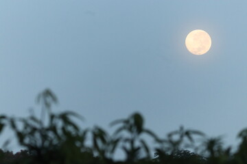 bright full moon rising in clear blue evening sky over blurred tree leaves silhouette
