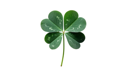 Large Broad St. Patrick’s Day Shamrock Leaf with Natural Texture and Botanical Detail, Symbol of Irish Heritage and Spring Celebration isolated on transparent background