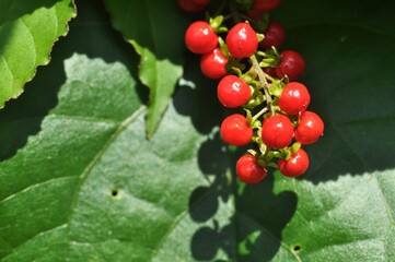 Close-Up of Bright Red Wild Berries in Sunlight