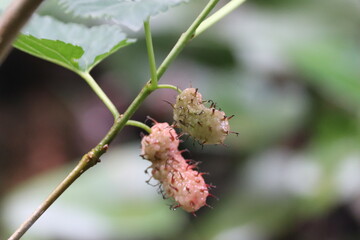 Close up of young unripe white and pink mulberry fruit growing on a tree branch in a garden