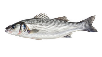 Obraz premium European sea bass fish isolated on transparent background