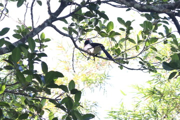 oriental magpie robin bird perching on a tree branch with green leaves and bright sky background