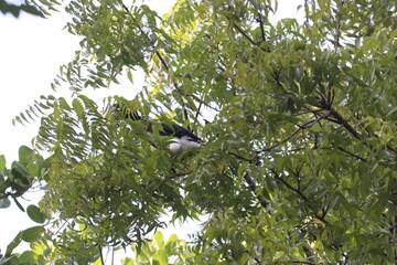 Oriental pied hornbill perching on tree branch in sunny tropical forest with green foliage © dkshith