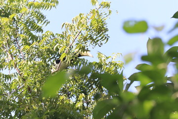 Oriental pied hornbill perching on tree branch in sunny tropical forest with green foliage © dkshith