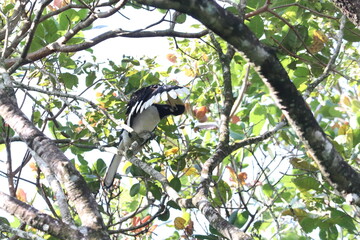 oriental pied hornbill bird perching on a tree branch preening its wings in a tropical forest © dkshith