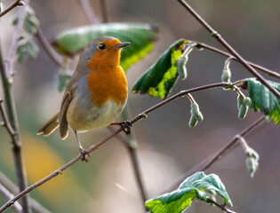 Fototapeta premium robin on branch