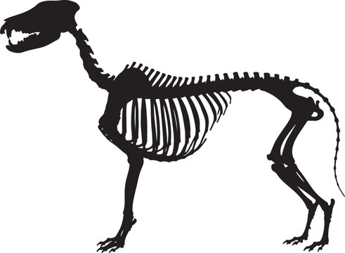 Anatomical black silhouette of a dog skeleton, revealing the intricate bone structure of a canine, veterinary or scientific also transparent background
