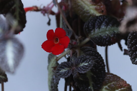close up of small red episcia flower with dark textured leaves against a white background