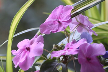 close up of light purple impatiens flowers blooming with green variegated leaves in a garden