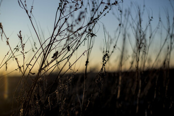 Dry meadow flowers at sunset