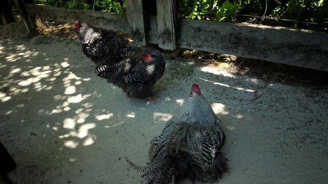Three chickens with striped feathers on rural farm path