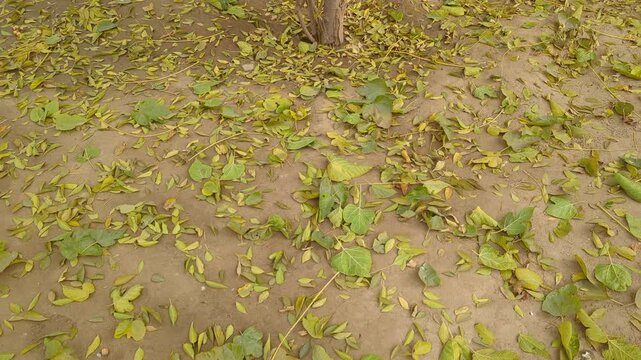 dead leaves fallen on the ground, Colorful leaves, Autumn background: the ground is covered with fallen autumn leafes,  leaf 