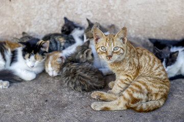 Cat and kittens living in a street in Essaouira,, Morocco