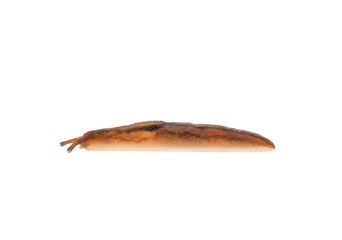 Striped greenhouse slug isolated on white background, Ambigolimax valentianus