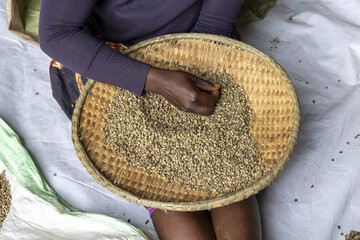 Woman sorting processed coffee in a dry mill in Kivu, western province, Rwanda