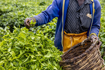 Tea harvest in Gicumbi district, northern province, Rwanda