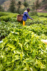 Tea harvest in Gicumbi district, northern province, Rwanda