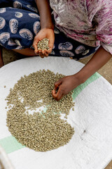 Woman sorting processed coffee in a dry mill in Kivu, western province, Rwanda
